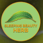 sleeping-beauty-f-06